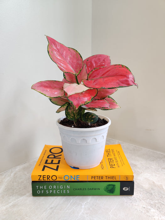 Air purifying pink Aglaonema indoor plant