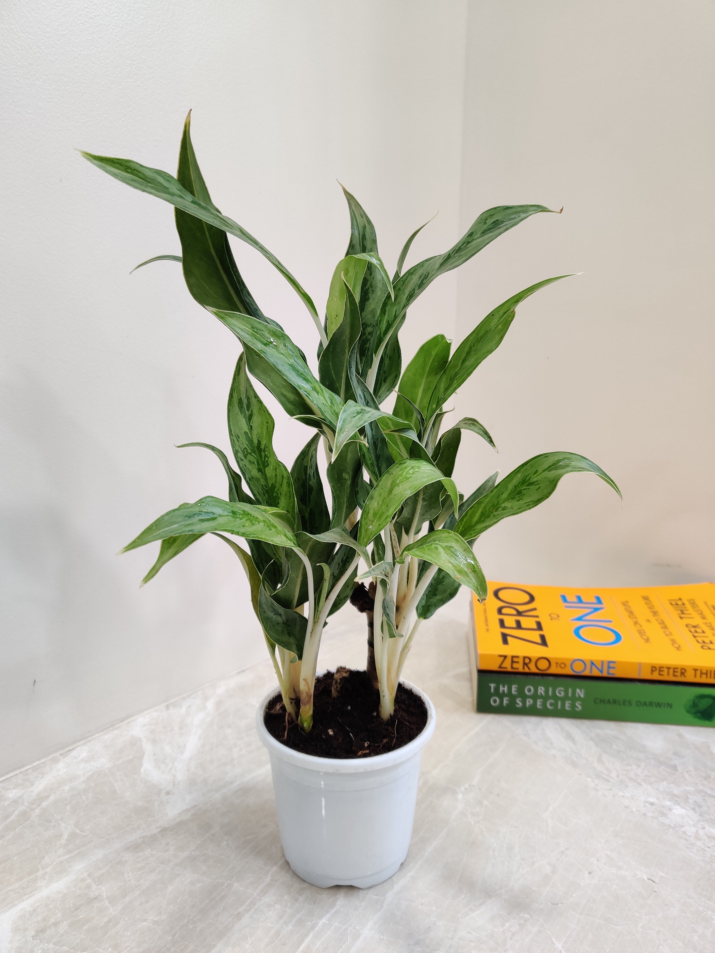 aglaonema white stem care Aglaonema White Stem Plant