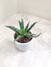 Indoor Air Purifying Aloe Succulent
