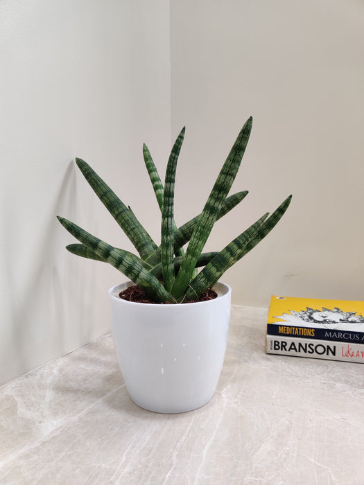 Boncel Snake Plant perfect for corporate desks
