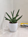 Boncel Snake Plant perfect for corporate desks