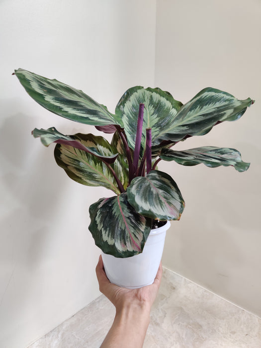 Pink feathered stroke on Calathea Roseopicta indoor plant