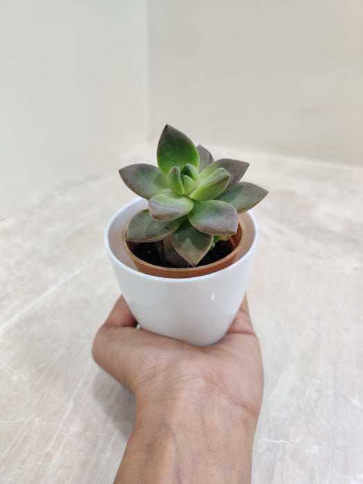 Easy-Care Indoor Succulent in Elegant White Pot