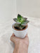 Easy-Care Indoor Succulent in Elegant White Pot