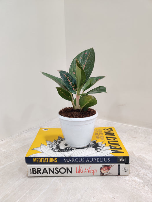 Easy-care indoor Starry Aglaonema plant