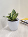 Ideal Corporate Gift Snake Plant in Minimalist Pot