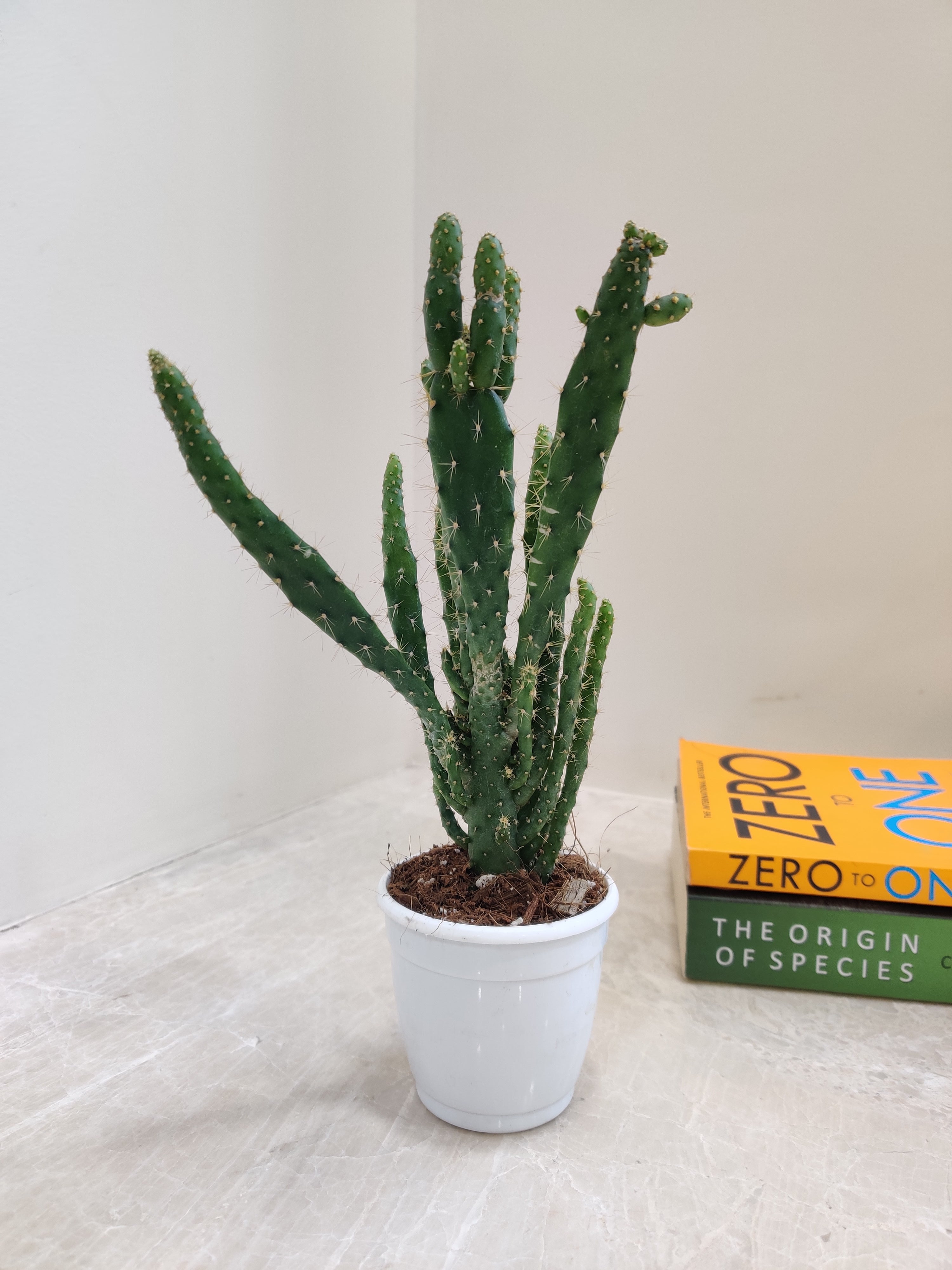 Nala ナラ　Cactus all in one Buy Monstrosa Opuntia Tuna Succulent | Unique Indoor Plant