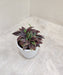 Compact Indoor Peperomia Tanaman Plant