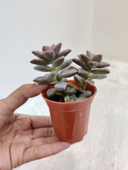 sedeveria sorrento succulent care Sedum Sorrento