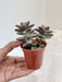 Air Purifying Sedum Sorrento in Terracotta Pot Indoor Succulent