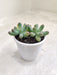 Hardy-Sedum-Pachyphyllum-Indoor-Plant-Online