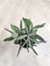 Hardy-Senecio-Crassisimus-Online-India-Indoor-Succulent