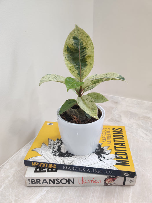 Corporate Gifting Variegated Rubber Green Plant