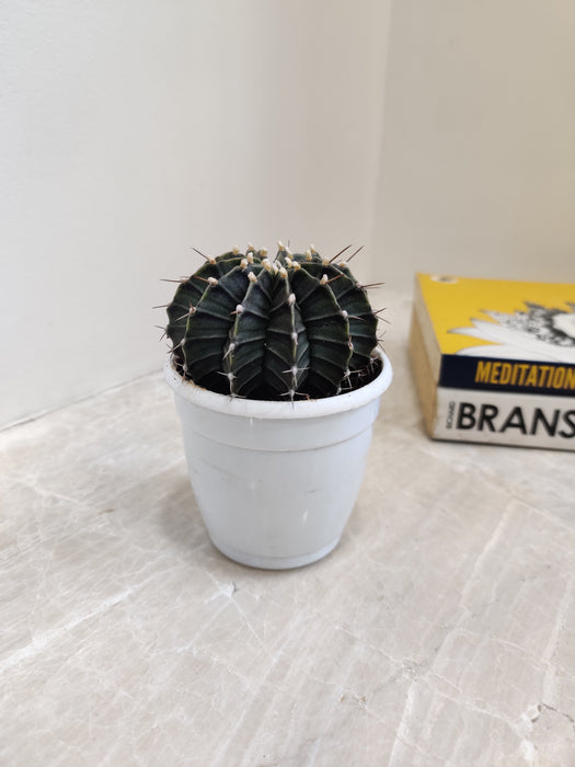 Striking Dark Toned Gymno Cactus