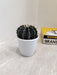 Striking Dark Toned Gymno Cactus