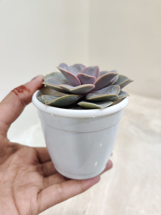 Pearl-Nurnberg-Indoor-Succulent-Beauty