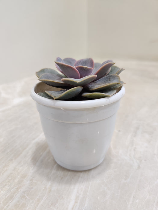 Pearl-Nurnberg-Rosette-Indoor-Succulent