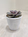 Pearl-Nurnberg-Rosette-Indoor-Succulent