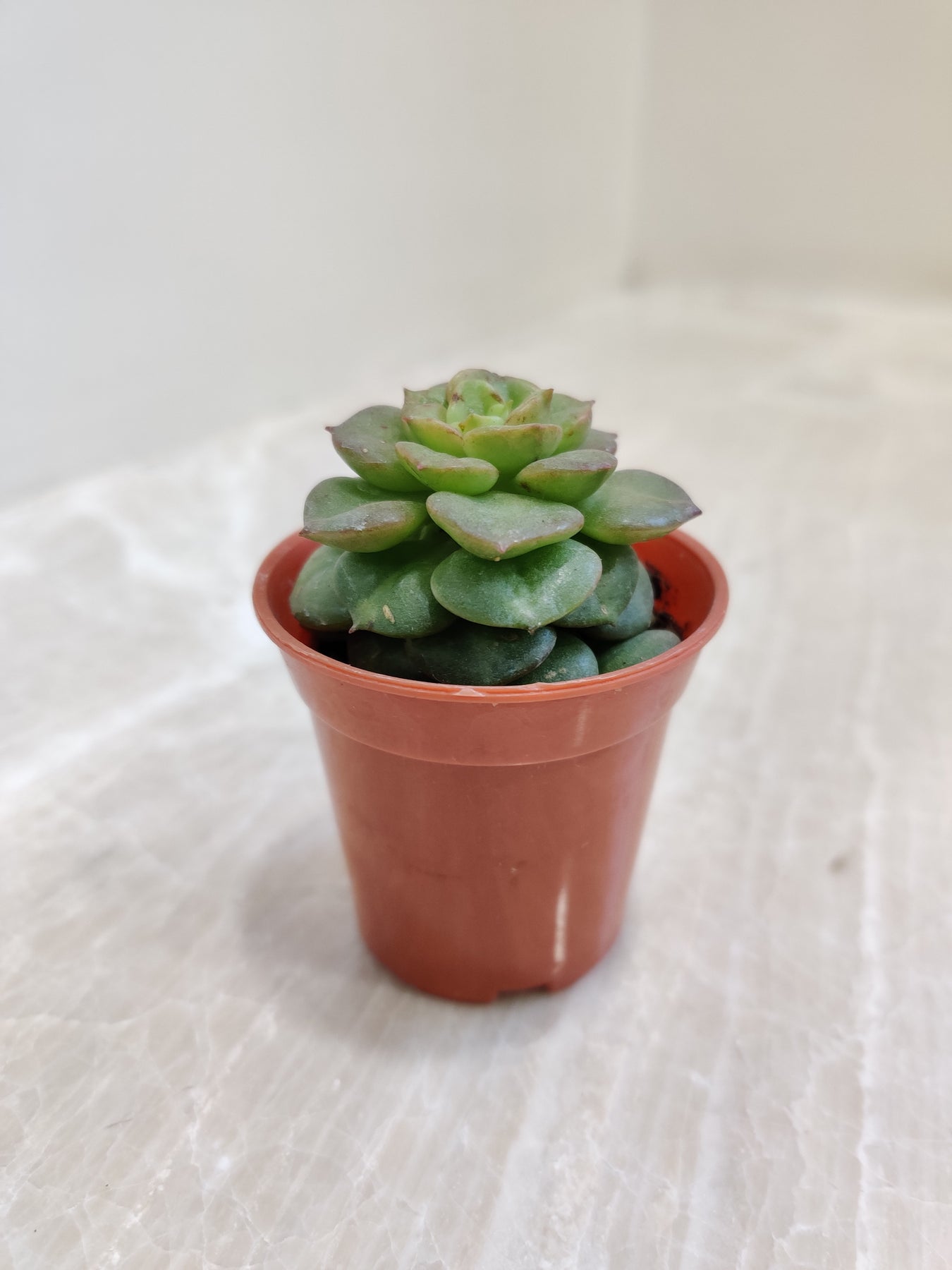 Succulents Echeveria