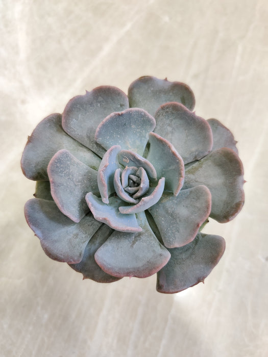 Lush-Blue-Green-Echeveria-Plant