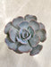 Lush-Blue-Green-Echeveria-Plant