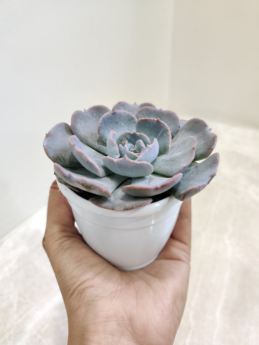 Rosette-Echeveria-Subsessilis-Indoor
