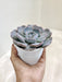 Rosette-Echeveria-Subsessilis-Indoor