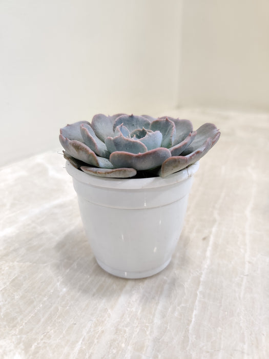 Echeveria-Subsessilis-Desk-Plant