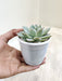 Echeveria-Tolucensis-with-Pink-Tips
