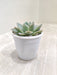 Healthy-Echeveria-Tolucensis-for-Sale