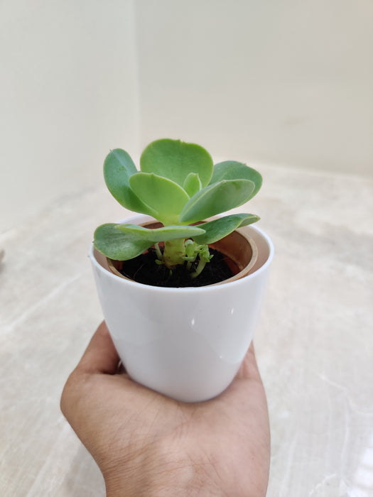 Air-Purifying Succulent for Corporate Gifting