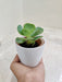 Air-Purifying Succulent for Corporate Gifting