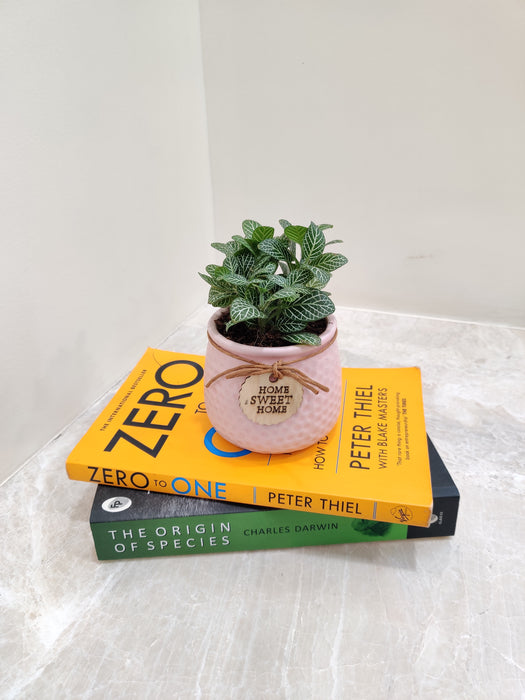Fittonia green vitality plant in a pink pot, ideal gift.