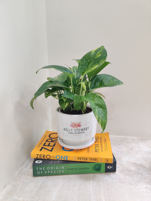 Close-up of Variegated Money Plant leaves