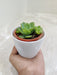 Eco-friendly corporate gift succulent plant
