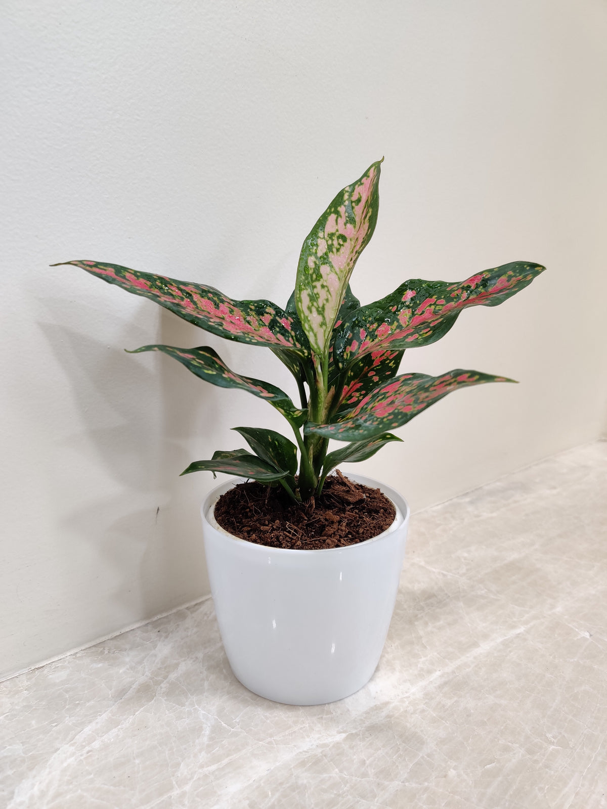 Buy Aglaonema Rui Plant for Corporate Gifting Online – ChhajedGarden.com