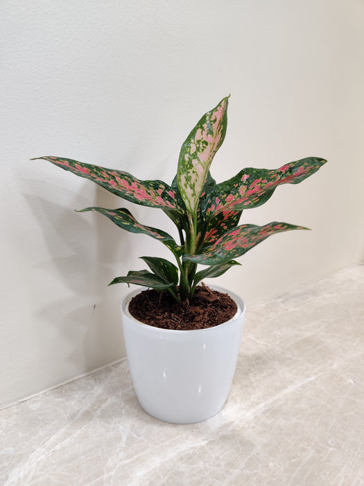 Air purifying Aglaonema Rui perfect for corporate gifting