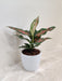 Air purifying Aglaonema Rui perfect for corporate gifting