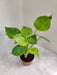 Indoor Alocasia Cuculata green plant in a pot