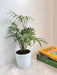Eco-friendly Bamboo Palm plant gift idea