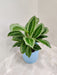 "Green Leafy Calathea JF Macbr as Refined Corporate Gift"