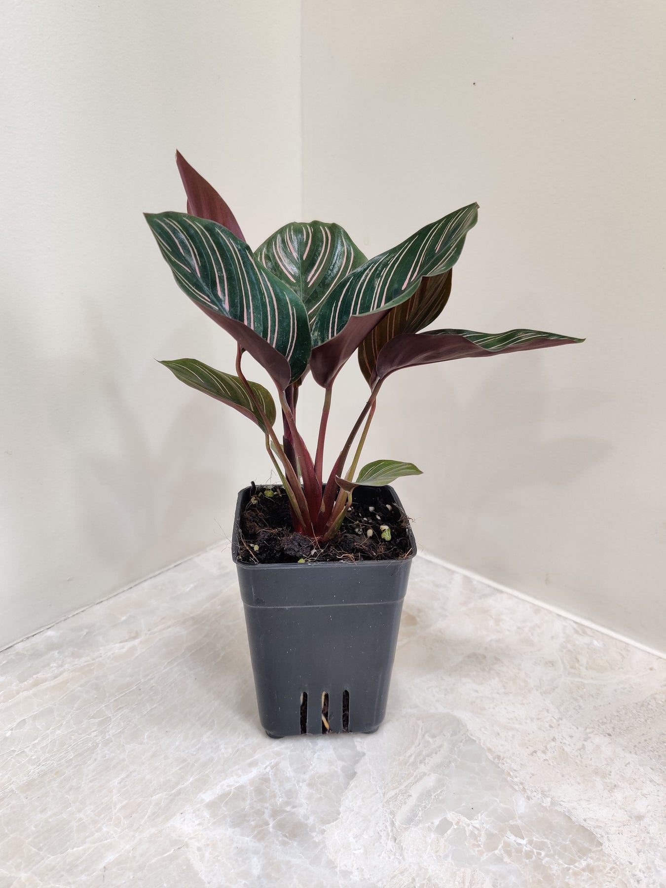 Low Light Plants