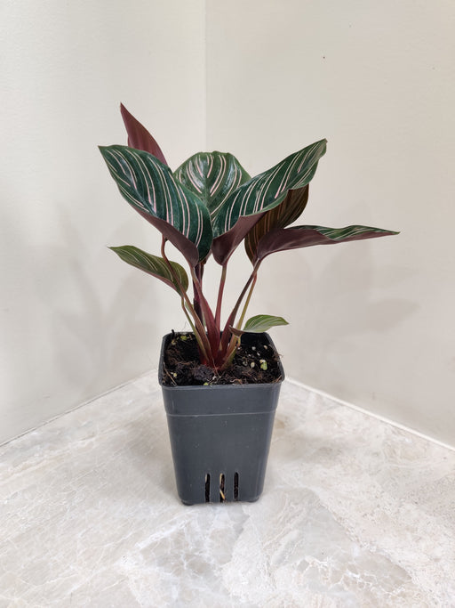 Elegant Calathea Ornata Indoor Plant