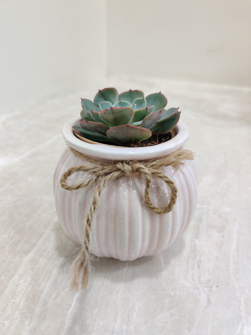Sophisticated succulent plant in a white striped ceramic pot.