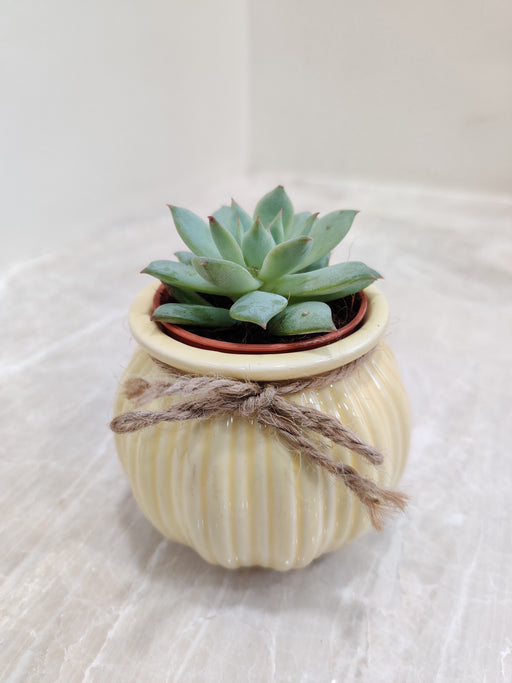 Elegant corporate succulent in ceramic pot