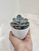 Hardy Indoor Succulent in White Pot