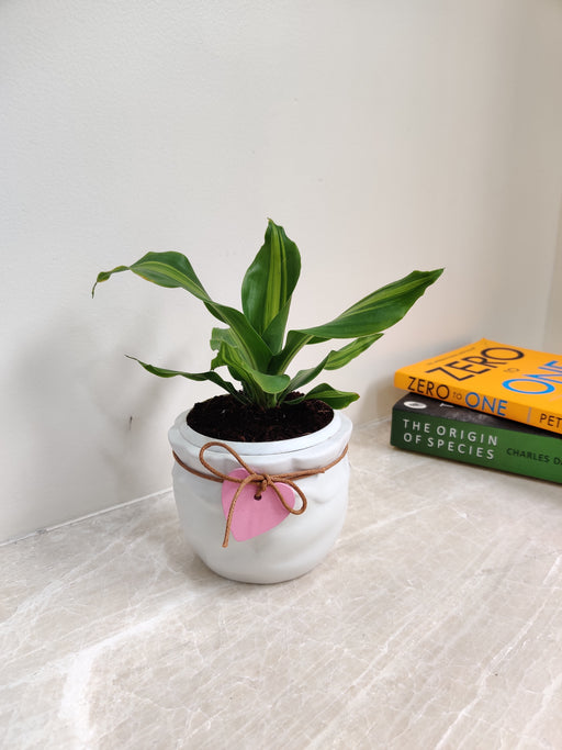 Dracaena Darasingh plant in white ceramic pot for corporate gifting