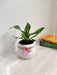 Dracaena Darasingh plant in white ceramic pot for corporate gifting