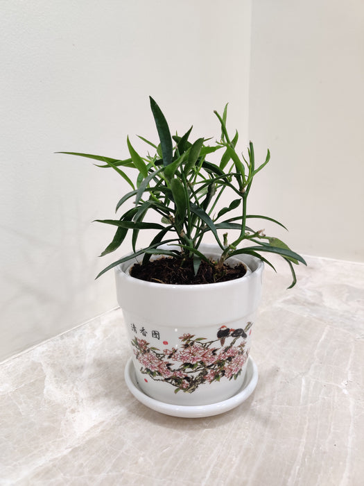 Elegant Hoya Longifolia with vibrant green leaves