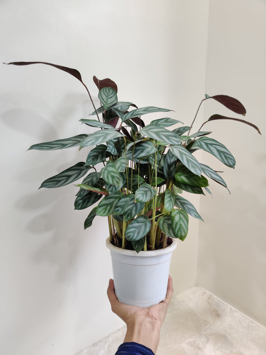 Air-Purifying Indoor Calathea Compact Star Plant